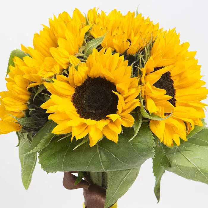 Sunflower Collections