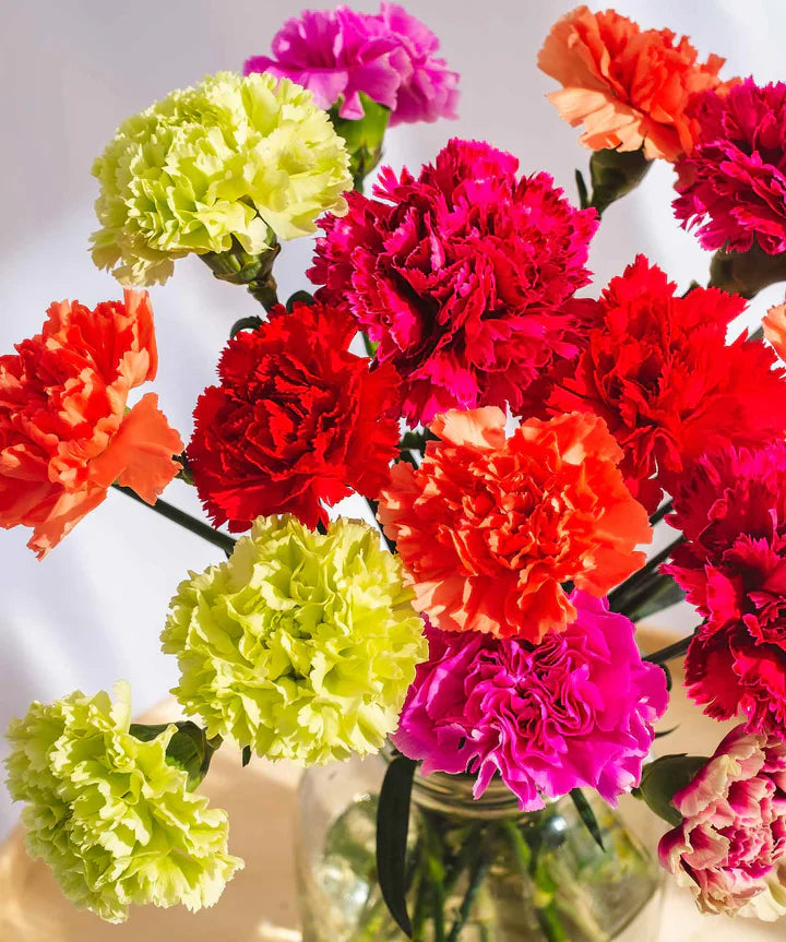 Carnation Collections