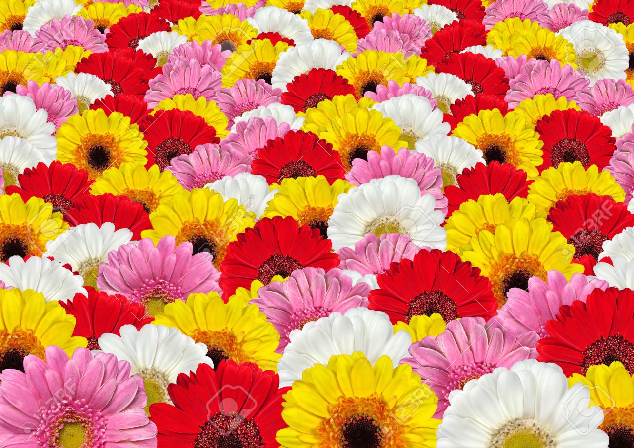 Gerbera Collections