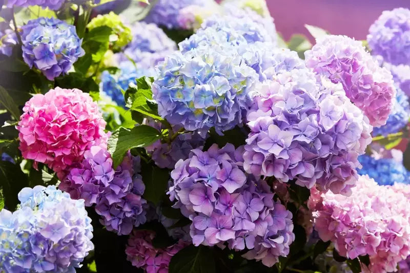 Hydrangea Collections