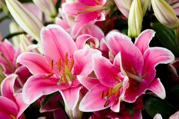 Lily Flower Collections