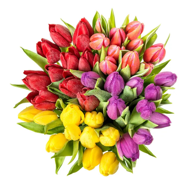 Tulips Collections