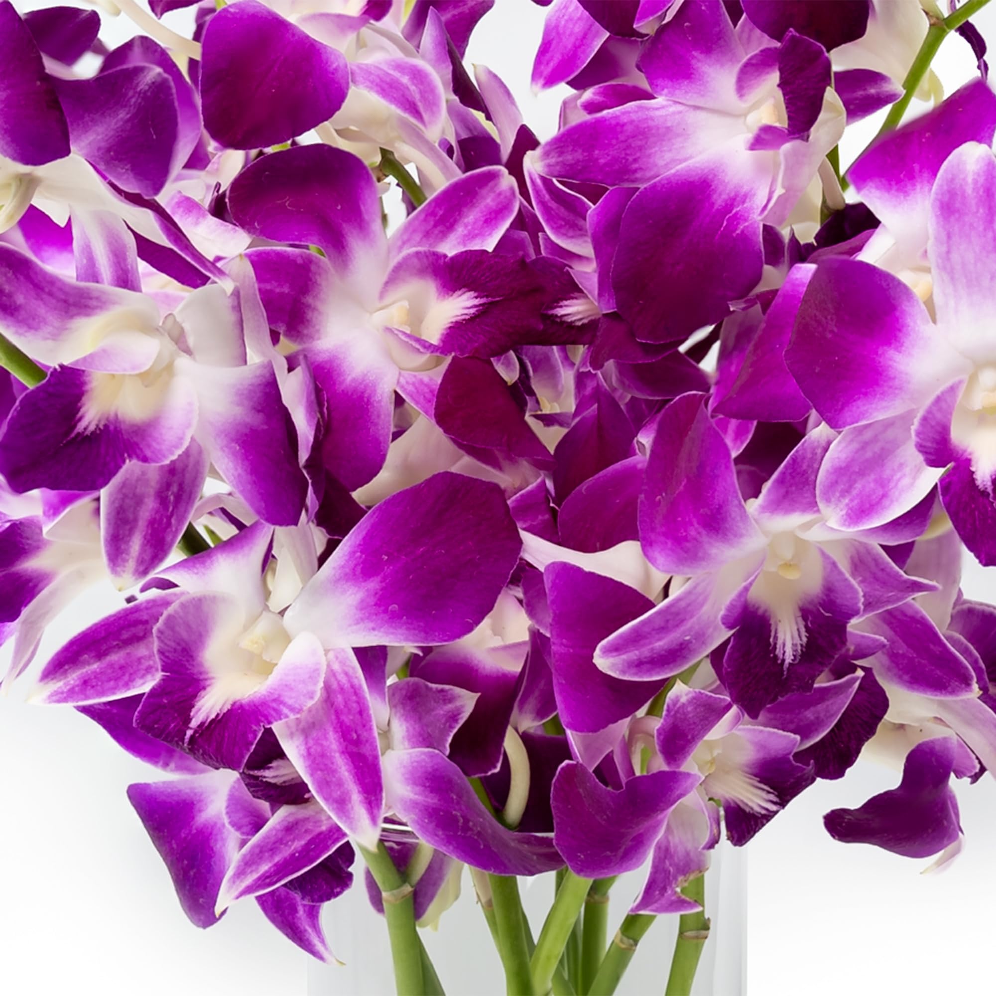 Orchid Collections